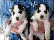 excellent temperment Si berian Husky puppies for Free