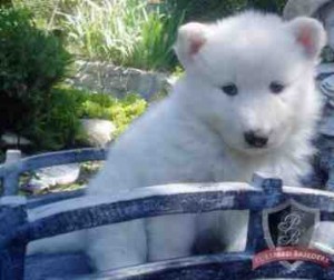 gorgeous and a breathtaking siberian husky puppy for Free