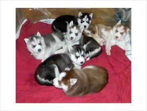 Nice Looking Siberian Husky Puppies For Sale for Free