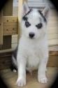 PUREBREED AKC CERTIFIED SIBERIAN HUSKY PUPPIES FOR SALE