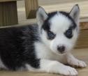 awasome siberian husky puppies for good families for Free