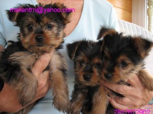 tea cup yorkie puppies