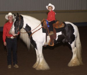 Two beautiful Gypsy vanner horse, male and female to be re-home for free adoption to any loving and caring home that can provide