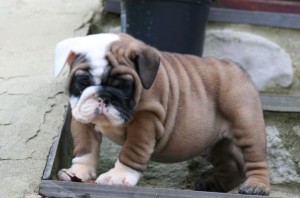 Affectionate English Bulldog Puppy For Adoption