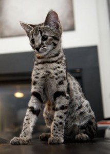 f1 savannah cats caracals and servals kittens available for sale