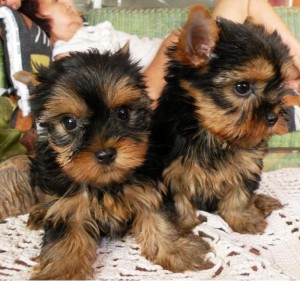 harming male and female Yorkie puppies for adoption