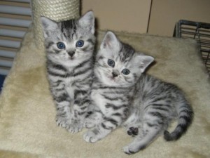 British Shorthair kittens for good homes