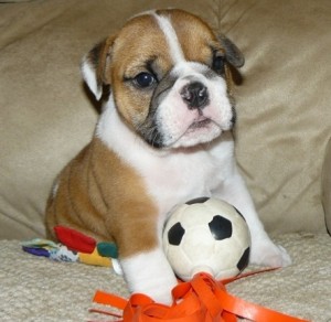 X-Mas male and female English Bulldog Pups now