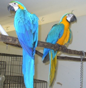 Talking Blue and Gold Macaw Parrots For Good Homes