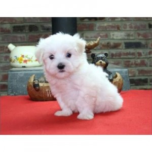 Potty Trained teacup Maltese Puppies For Adoption.