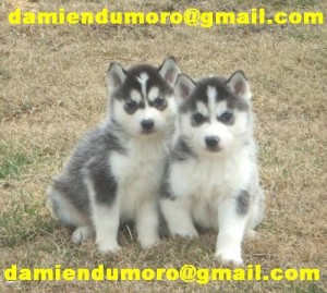 male and female siberian husky puppies for a good home