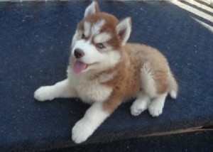 Male and female Siberian husky for sale