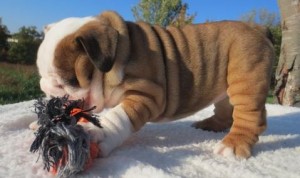 Male and female English Bulldog Puppies  for sale