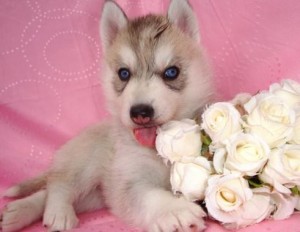 Male and female Siberian husky for sale