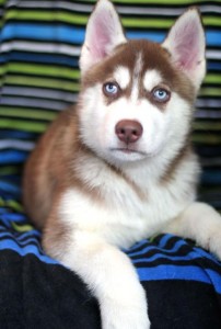 Male and female Siberian husky for sale