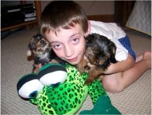 Cute yorkie pups