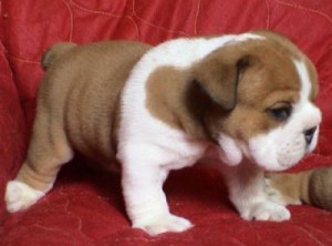 akc register bulldog puppies for doption and x mas puppies for adoption.