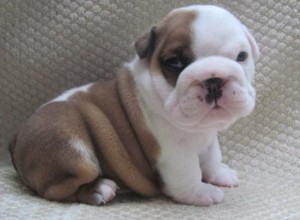 Lovely and Charming English Bulldog Puppies