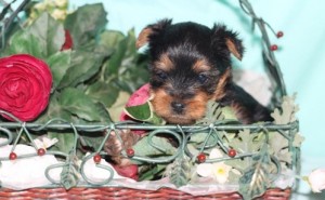 Beautiful English Bulldog puppies For Adoption