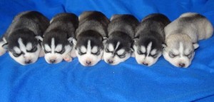 Beautiful and Lovely Siberian Husky Puppies