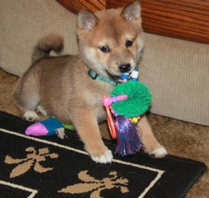 Cute and Nice Shiba Inu Puppies