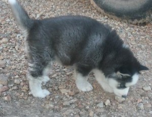 Home Raised Siberian Husky Puppies