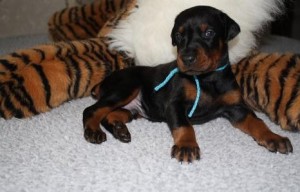 Stylish Looking Cute Doberman Pinscher Puppies