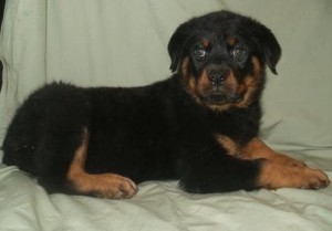 Home Gard German Rottweiler Puppies