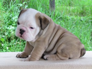 Gorgeous Responsible English Bulldog Puppies for Fantastic Care Only