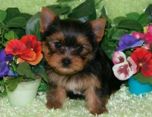 Male and Female Yorkie Puppies Ready For Re Homing.