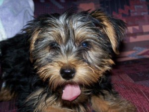 CUTE AND LOVELY YORKIE PUPPIES FOR ADOPTION