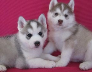 2 fabulous BLUES EYES SIBERIAN HUSKY PUPPIES AVAILABLE FOR KIDS AND GOOD FAMILY HOMES