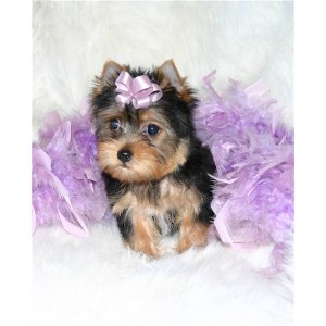 Yorkie puppies for good home