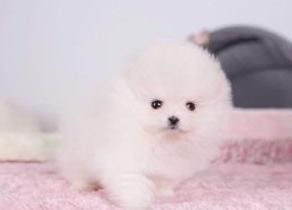 well trained male and female tea cup pomeranian puppies