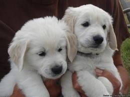 Retriever  puppies to give out for adoption