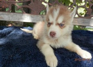 Male and female Siberian husky for sale