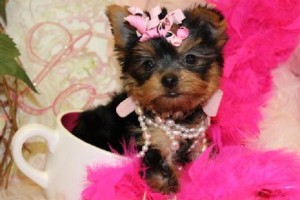 2 T-Cup Yorkshire Terrier Puppies For Rehoming