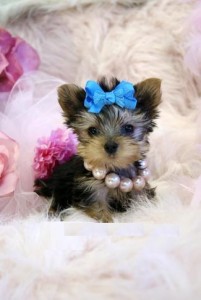 Xmass beautiful yorkie puppies for adoption Xmass beautiful yorkie puppies for adoption