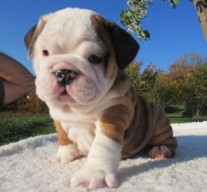 Top Quality English Bulldog Puppies Available now