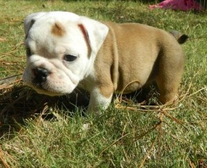 Male and female English Bulldog Puppies for sale