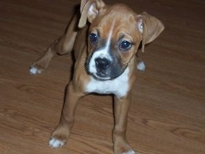 4 adorable male boxer pups 10week old