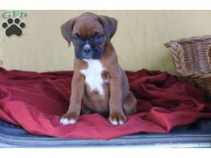 Christmas Puppies! Boxer-Cane Corso