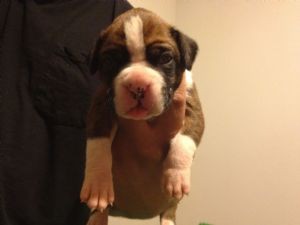 Quality Boxer puppies,