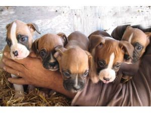 2 Boxer Puppies Ready W/e