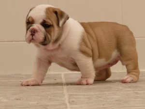 Two Cute MALE AND FEMALE English Bulldog Puppies for FREE ADOPTION INTO A NEW HO