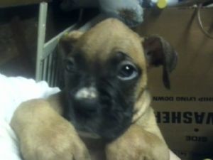 Gorgeous! Boxer Puppies, Kc registered,