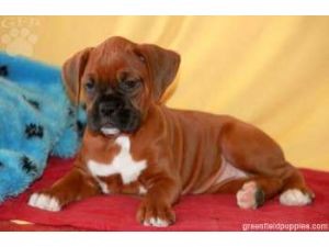 Absolutely stunning Boxer Puppies For Adoption