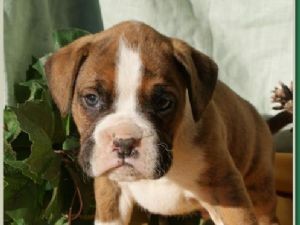 boxer puppies for sale for Coming x mass