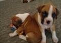 A stunning litter of kc registered boxer puppies