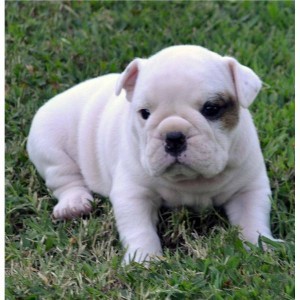 Cute X Mass English Bulldog puppies for Adoption!!